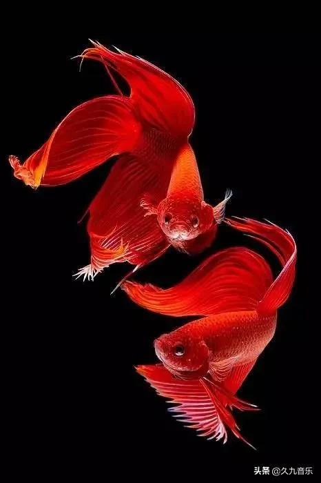 世界上最美的魚