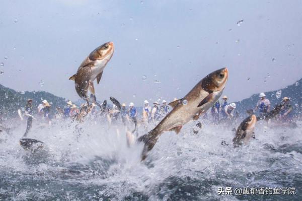 哪種大型淡水魚被釣的頻率最高?垂釣頻率較高的幾種大型淡水魚 哪種大型淡水魚被釣的頻率最高?垂釣頻率較高的幾種大型淡水魚