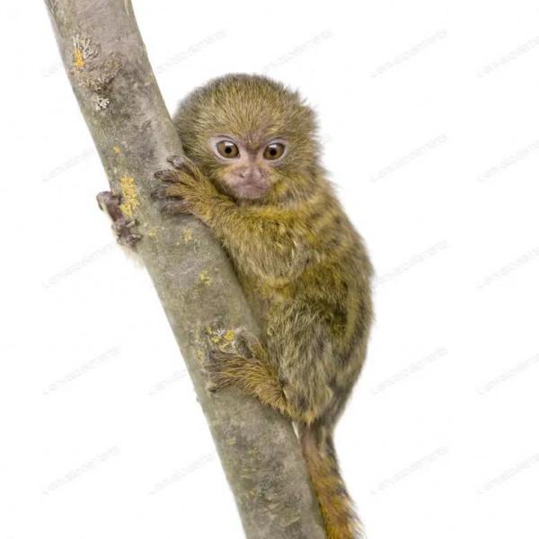 最小的靈長類能有多小？