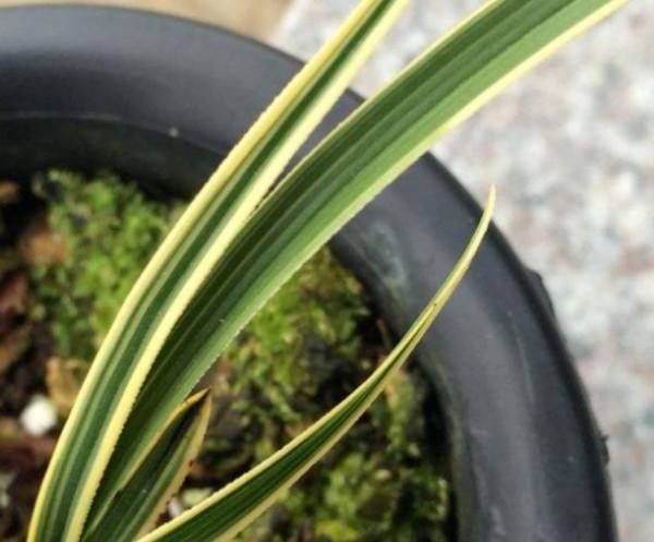 蘭花的穩藝和促藝