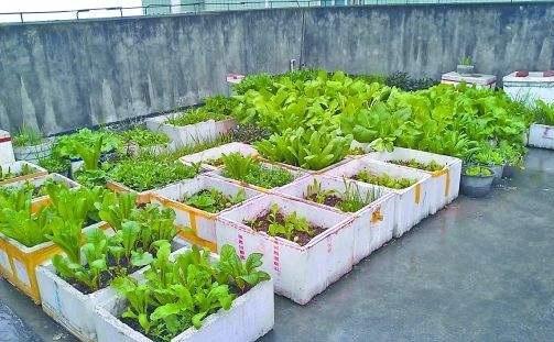 4種“大葉菜”,下雪天也凍不死,寒冬臘月照樣有菜吃 4種“大葉菜”,下雪天也凍不死,寒冬臘月照樣有菜吃