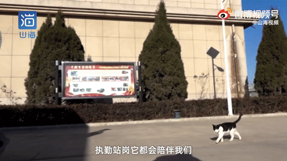 貓咪賴上兵哥哥？這畫面，糖分超標了吧