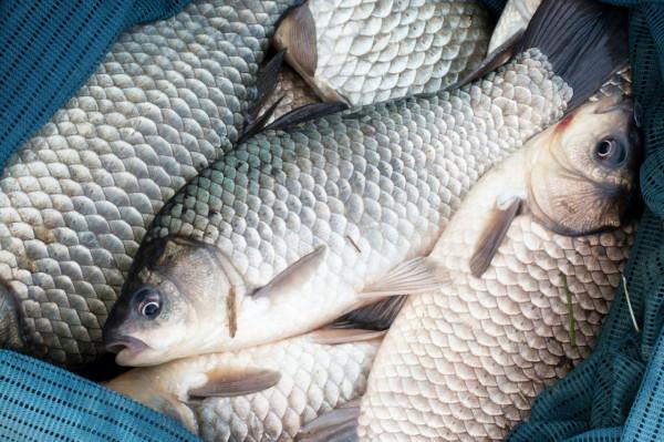 寒露之後野釣，把握這些招數，連竿爆護不再難