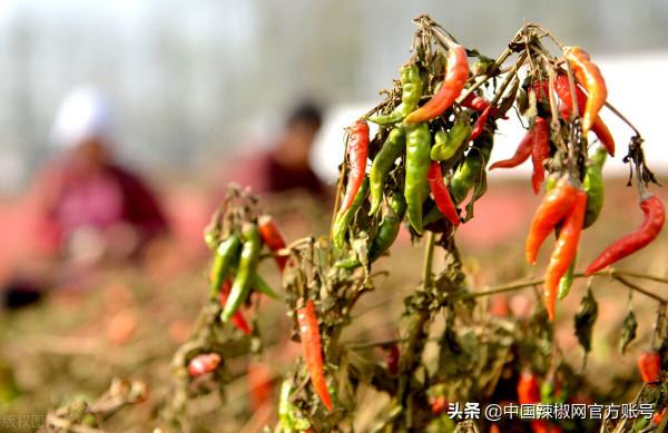 產區又遇降雨 新椒交易受限 產區又遇降雨 新椒交易受限