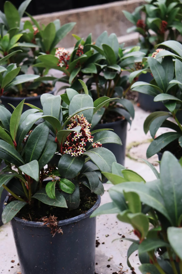 紅火過年，寓意吉祥，春節年宵花選購指南第1期，附養護攻略