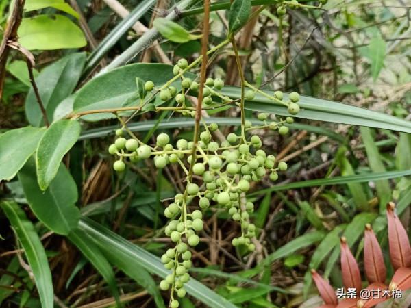 帶你一起回味62種南方野果子,它們是物質匱乏年代小朋友的零食 帶你一起回味62種南方野果子,它們是物質匱乏年代小朋友的零食