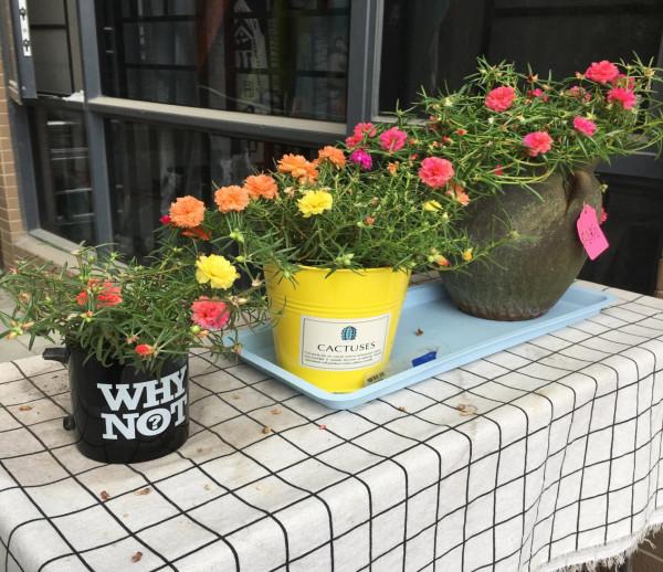 天越冷,養太陽花越需注意這6點,做到位,盆栽順利過秋冬 天越冷,養太陽花越需注意這6點,做到位,盆栽順利過秋冬