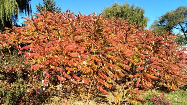 自駕長安CS75找尋最美麗的紅葉