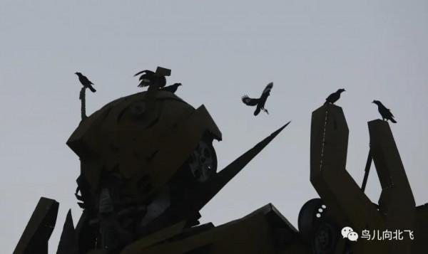 海南鳥事之五 八哥與椋鳥的集合 海南鳥事之五 八哥與椋鳥的集合