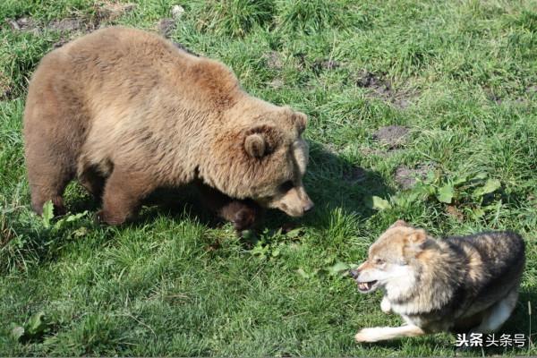 川藏線人狼奇緣