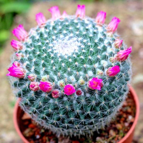 “100種花”適合養在陽臺上，一個比一個好看，還很好養護