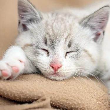 新手的第一隻貓該怎麼養?(二) 新手的第一隻貓該怎麼養?(二)