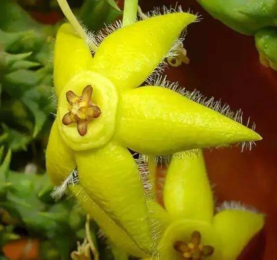 發現不一樣的花草，領悟大自然的奇妙