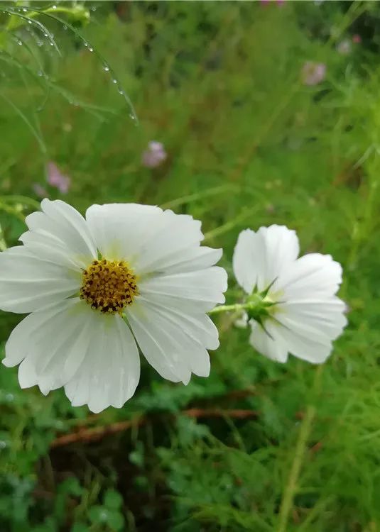 美哭了！不用去雲貴高原，在北京就能欣賞到的超美梯田，還免門票~