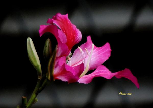 紫荊花，花大豔麗似彩蝶