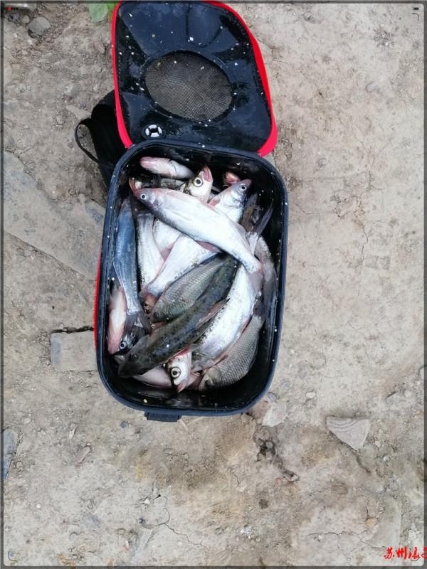 兄弟再戰吳江蕩 僥倖擒獲翹嘴一桶