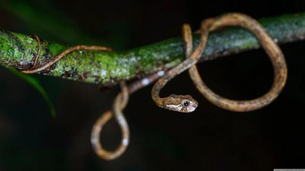 超級可愛的小蛇蛇 超級可愛的小蛇蛇