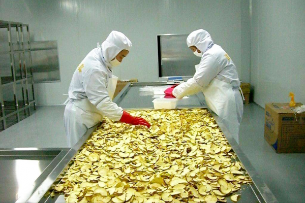 什麼是加工型土豆？現有19個品種，如何選擇和抓住機遇？