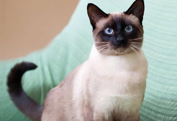 這些貓為了保護主人，可以連命都不要，太有安全感了