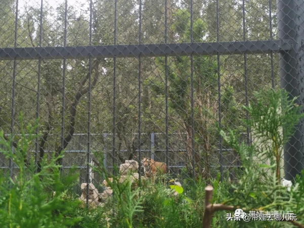 北京新開一家動物園,可以和老虎共進午餐 北京新開一家動物園,可以和老虎共進午餐