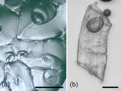 一杯啤酒裡有多少個泡泡？科學家真的算出來了