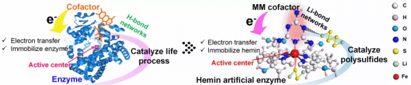 輔因子結合多重鋰鍵網路，助力人工酶加速催化硫轉化反應