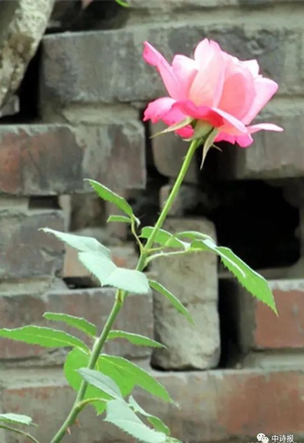 中國詩歌報臨屏詩創作四室第130期優選合集