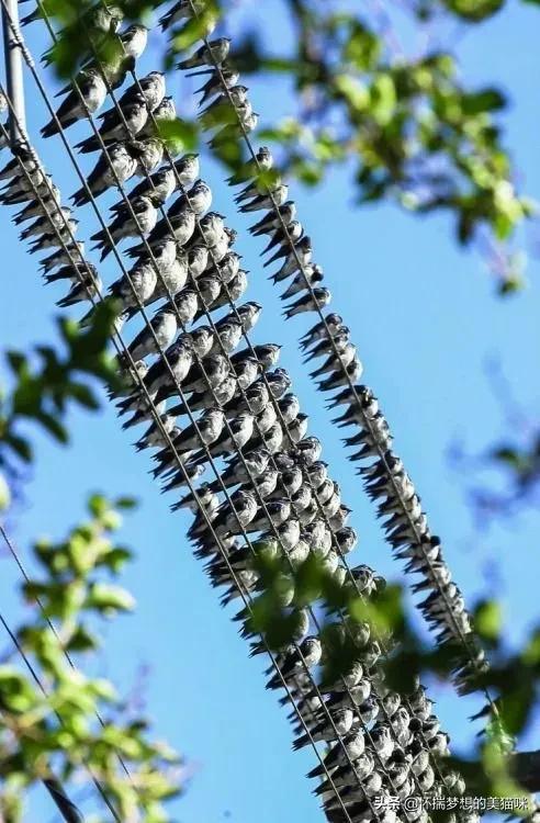 動物界的集體照