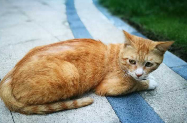 人人都說“中華田園貓”好,為什麼拋棄它的人還這麼多? 人人都說“中華田園貓”好,為什麼拋棄它的人還這麼多?