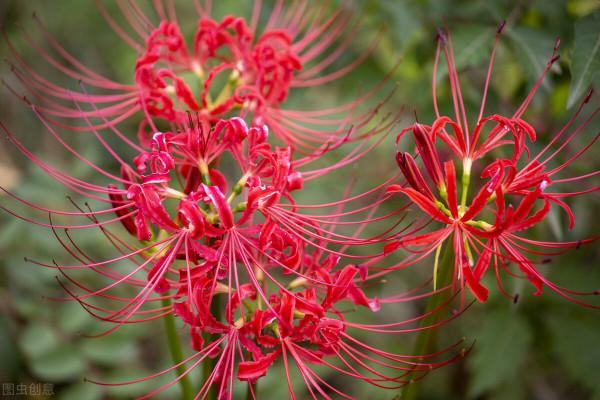 花草三不送,送了變仇人,不可否認,老祖宗說的話,真的有道理 花草三不送,送了變仇人,不可否認,老祖宗說的話,真的有道理