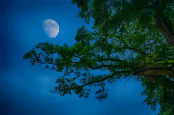 中秋夜榕樹下兒女情長