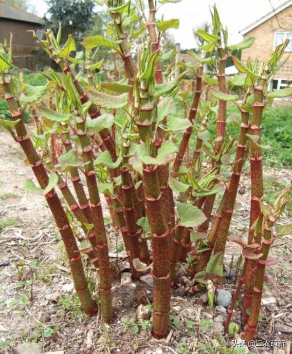 帶你認識16種不同的野菜，附帶圖片和吃法，若見到請珍惜