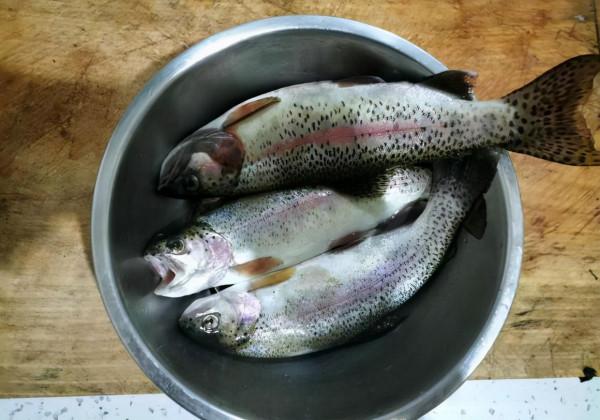 河北釣友深山溪流釣起許多“兇猛怪魚”,大的一斤多,野生虹鱒? 河北釣友深山溪流釣起許多“兇猛怪魚”,大的一斤多,野生虹鱒?