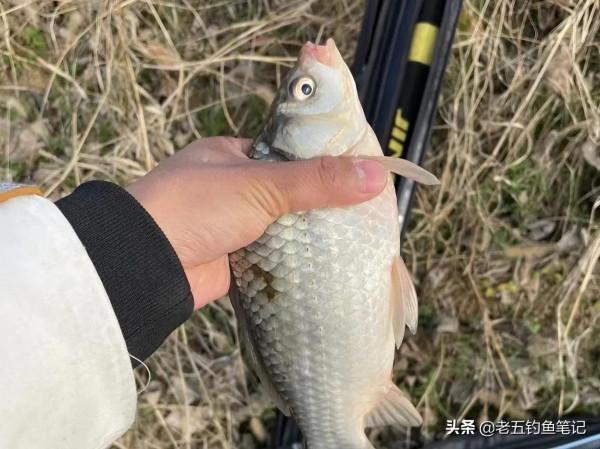 冬季你要封竿不釣魚了?最好釣鯽魚的季節其實就是寒冬 冬季你要封竿不釣魚了?最好釣鯽魚的季節其實就是寒冬