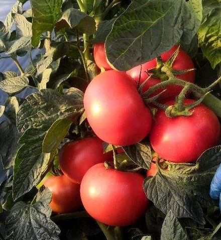 5步養護,2種清洗,帶你吃最安全放心的西紅柿 5步養護,2種清洗,帶你吃最安全放心的西紅柿