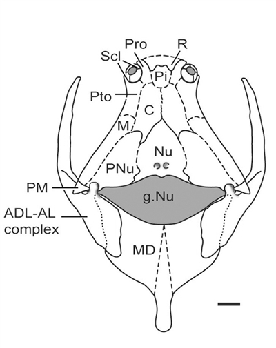 大尹氏魚:走向水域“霸主”的盾皮魚 大尹氏魚:走向水域“霸主”的盾皮魚