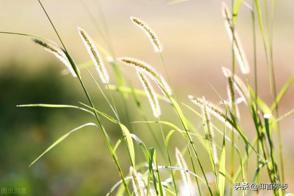 見之難忘的經典古詩詞名句（三十三）