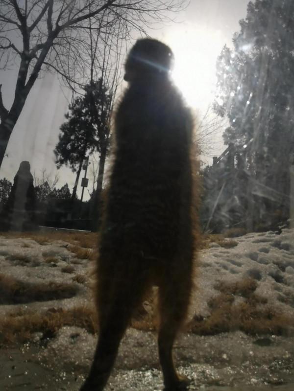 動物園裡那些瞬間