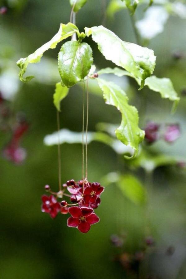 《百花集》(二百二十七) 《百花集》(二百二十七)