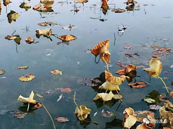 東方文學《觀雨賞荷，風乾露枝留殘香，誰人為此建暖房》