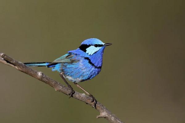 這種小藍鳥,一年四季都會給異性送花 這種小藍鳥,一年四季都會給異性送花