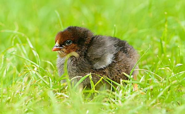 學會這7招,養的雞(膘肥體壯),老飼養戶玩法(內部技術) 學會這7招,養的雞(膘肥體壯),老飼養戶玩法(內部技術)