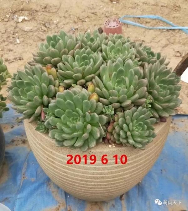 8年紅寶石--成長記錄