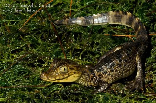 鱷魚好圖大雜燴 鱷魚好圖大雜燴