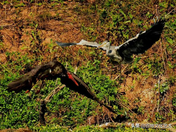 「百將文化」徐永新攝影 | 國家一級保護動物 「百將文化」徐永新攝影 | 國家一級保護動物