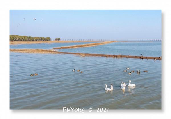 國家一級保護動物白鶴現身博望石臼湖