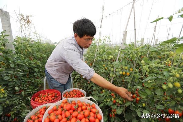 種植就用三種萬能肥料配方，學會了生根壯苗又增產，無可替代