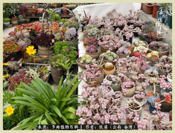 正是花好月圓時，再訪楊姐的屋頂花園