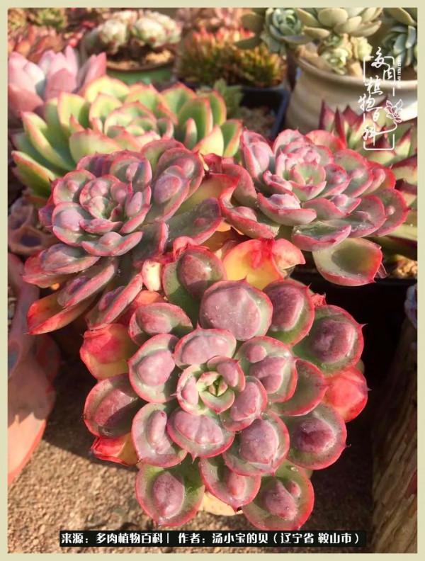 大東北的漫長冬季，我與多肉一起冬眠