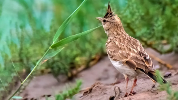 「山西鳥類圖鑑」| 鳳頭百靈